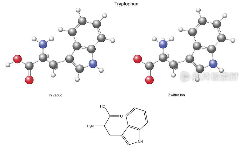 色氨酸(Trp) -化学结构公式和模型